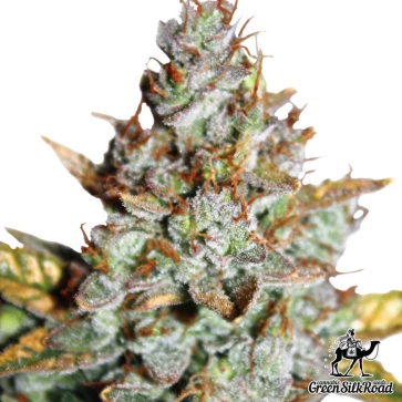 Cannabis Seeds Auto Blueberry Feminised